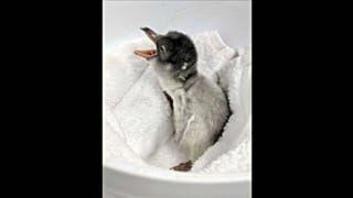 Una pareja de pingüinos del mismo sexo tiene un hijo en un acuario de Australia