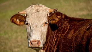 New EU rules could create unnecessary pressure for Australian farmers