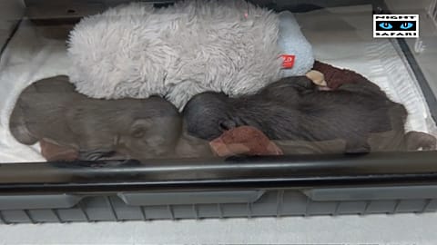Singapur: Faultierbabys werden mit Milchflasche groß gezogen
