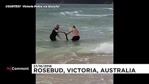 Bu kanguru hayatını polise borçlu