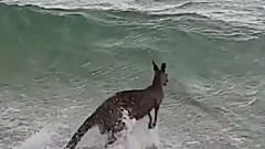Canguru salvo de afogamento na Austrália