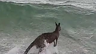 Canguru salvo de afogamento na Austrália