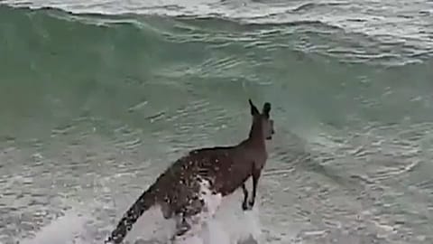 Canguru salvo de afogamento na Austrália