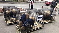 К редакции  "Новой газеты" подбросили клетки с живыми овцами