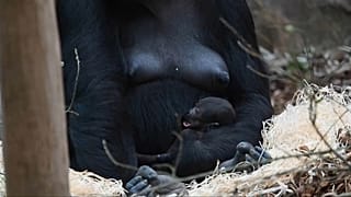 Un bébé gorille né sous les yeux du public