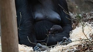 Nasceu um gorila no zoo de Beauval