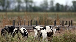 La sequía se extiende por las zonas agrícolas alemanas