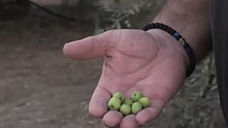 "Брексит" угрожает кипрским фермерам