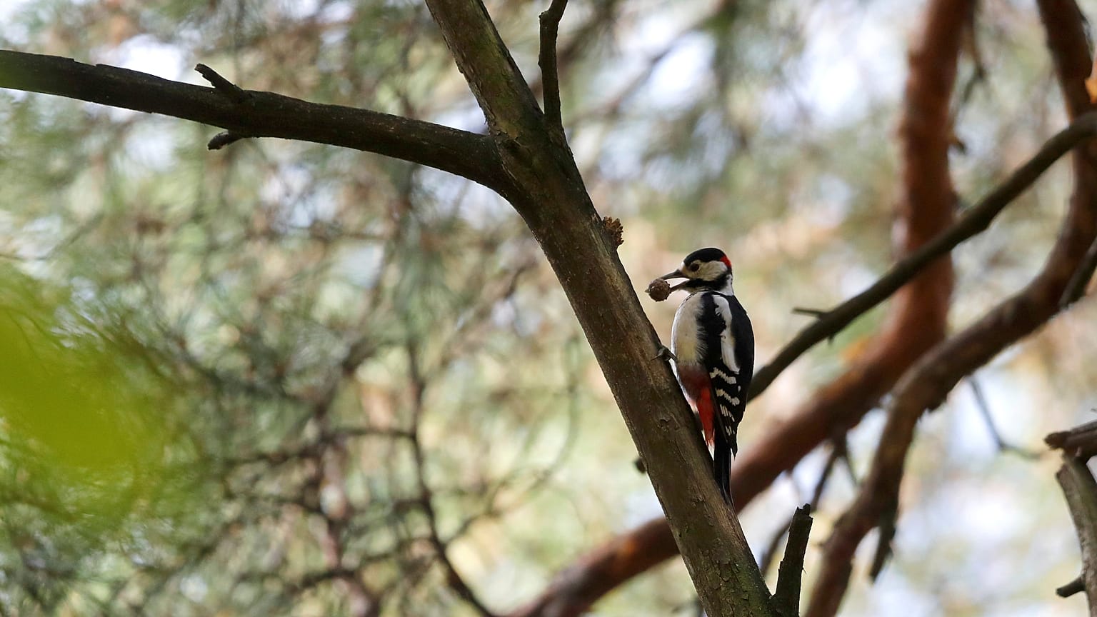 Le WWF réclame un "grand accord pour la nature"