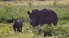 Η WWF εκπέμπει SOS για τα άγρια ζώα και τη φύση