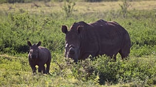 Η WWF εκπέμπει SOS για τα άγρια ζώα και τη φύση