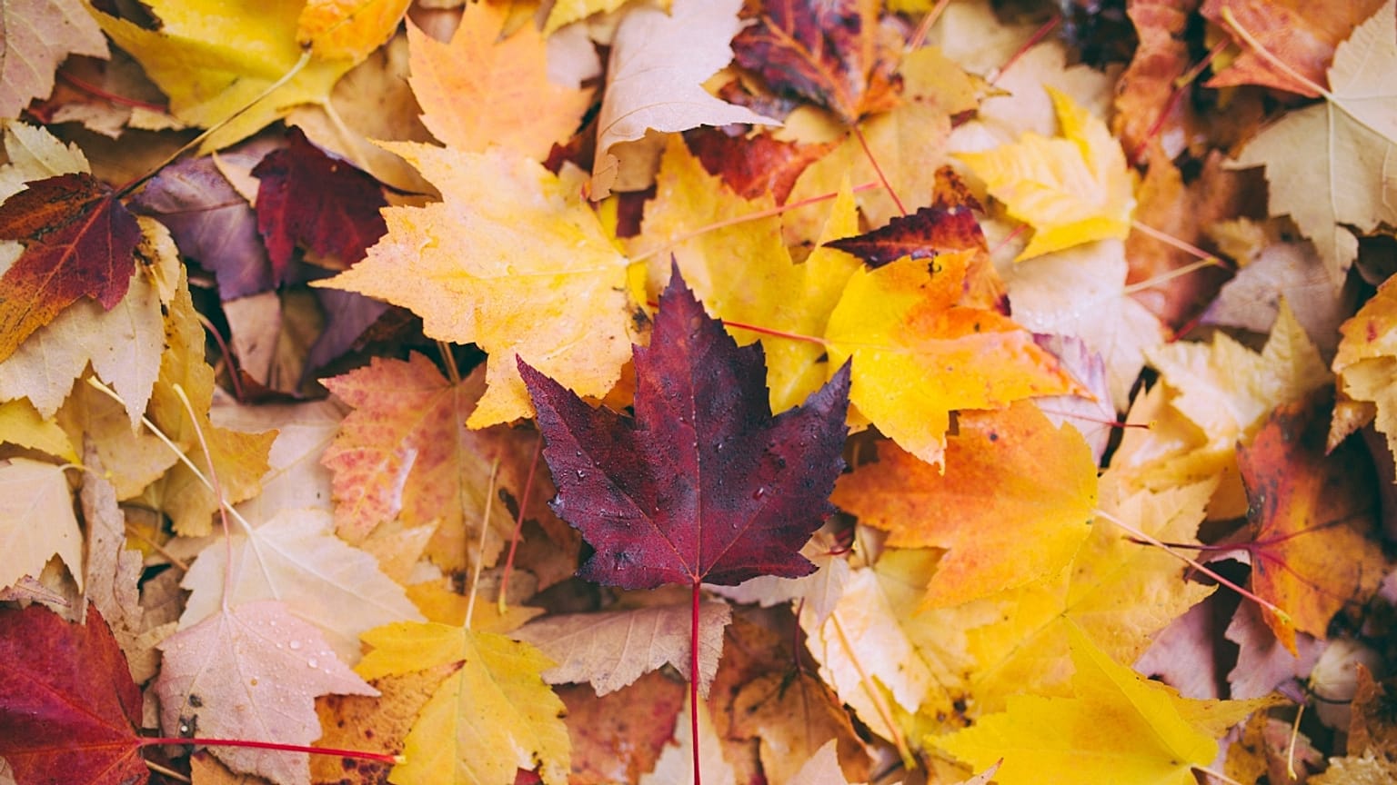 Agenda: what’s on in November?