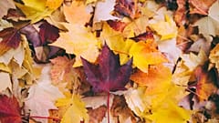 Agenda: what’s on in November?