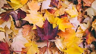 Agenda: what’s on in November?