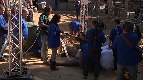 A mammoth operation to remove infected tusk