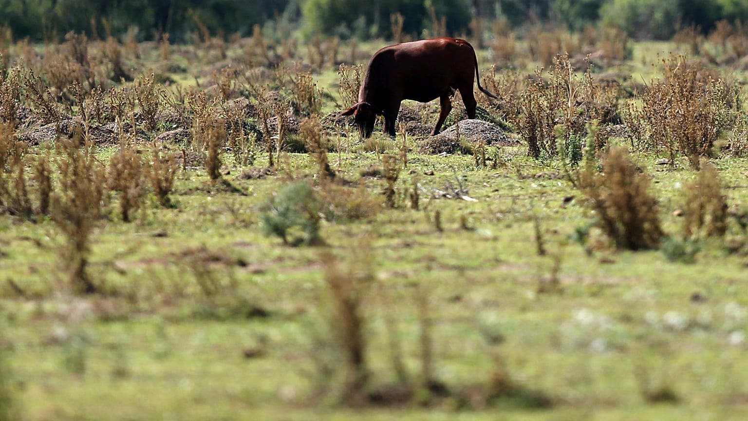 Kaza yaptı, 6 gün yaşam mücadelesi verdi, kaçan inek sayesinde bulundu