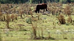 Kaza yaptı, 6 gün yaşam mücadelesi verdi, kaçan inek sayesinde bulundu