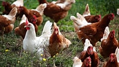 Kein Huhn muss sterben: US-Firma züchtet Chicken-Wings im Labor