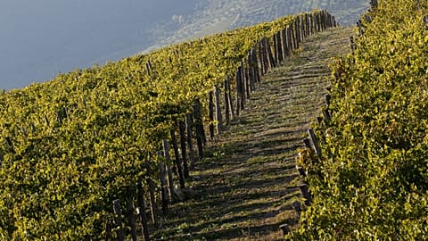 Italy is looking at giving land to parents who have a third child.