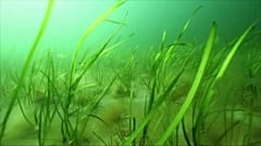 Seegras soll Wellen die Kraft nehmen