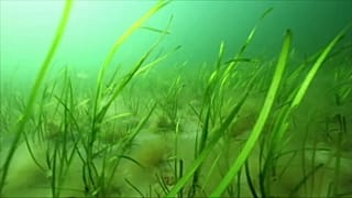 Seegras soll Wellen die Kraft nehmen