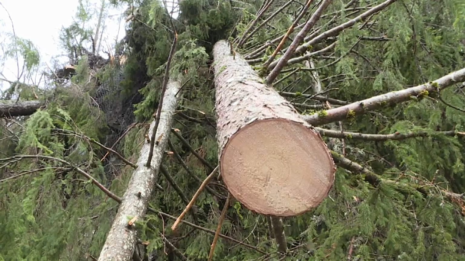 Maltempo: distrutta la foresta degli Stradivari