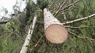 Maltempo: distrutta la foresta degli Stradivari