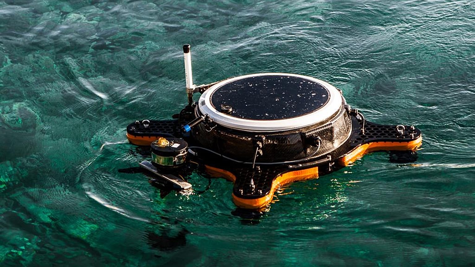There’s something unusual about these lily pads | Innovation Radar