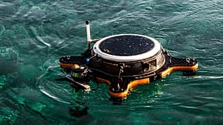 There’s something unusual about these lily pads | Innovation Radar