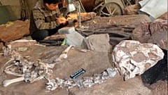 Arjantin'de 110 milyon yıl öncesine ait dinozor fosilleri bulundu
