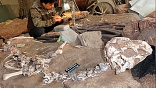 Arjantin'de 110 milyon yıl öncesine ait dinozor fosilleri bulundu