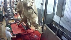 Nach Schock-Video: Schlachthaus in Frankreich geschlossen