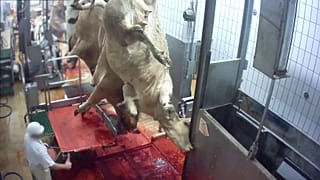 Nach Schock-Video: Schlachthaus in Frankreich geschlossen