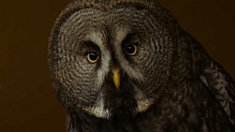 What a hoot! Moscow cafe lets owls roam free