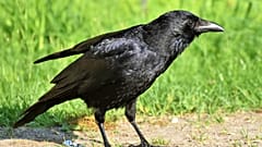 Krähen ärgern gerne Menschen