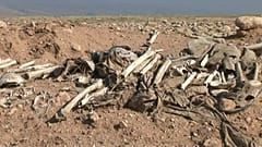 Iraq: scoperte oltre 200 fosse comuni attribuite all'Isis