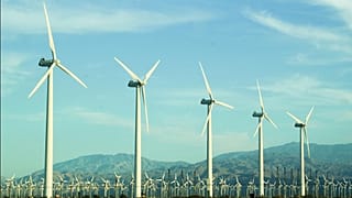 Rüzgar enerjisinin doğal yaşam üzerindeki beklenmedik olumsuz etkileri 