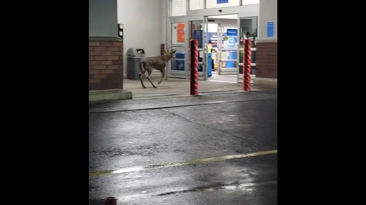 Szarvas ment "vásárolni" egy Walmartba 