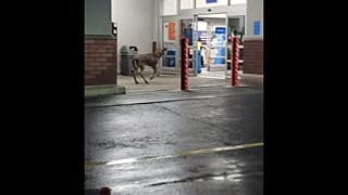 Szarvas ment "vásárolni" egy Walmartba 