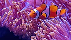 Saving the Great Barrier Reef