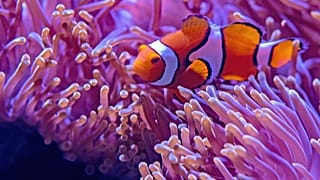 Saving the Great Barrier Reef