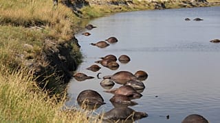 Botswana: 400 Büffel im Fluss Chobe ertrunken