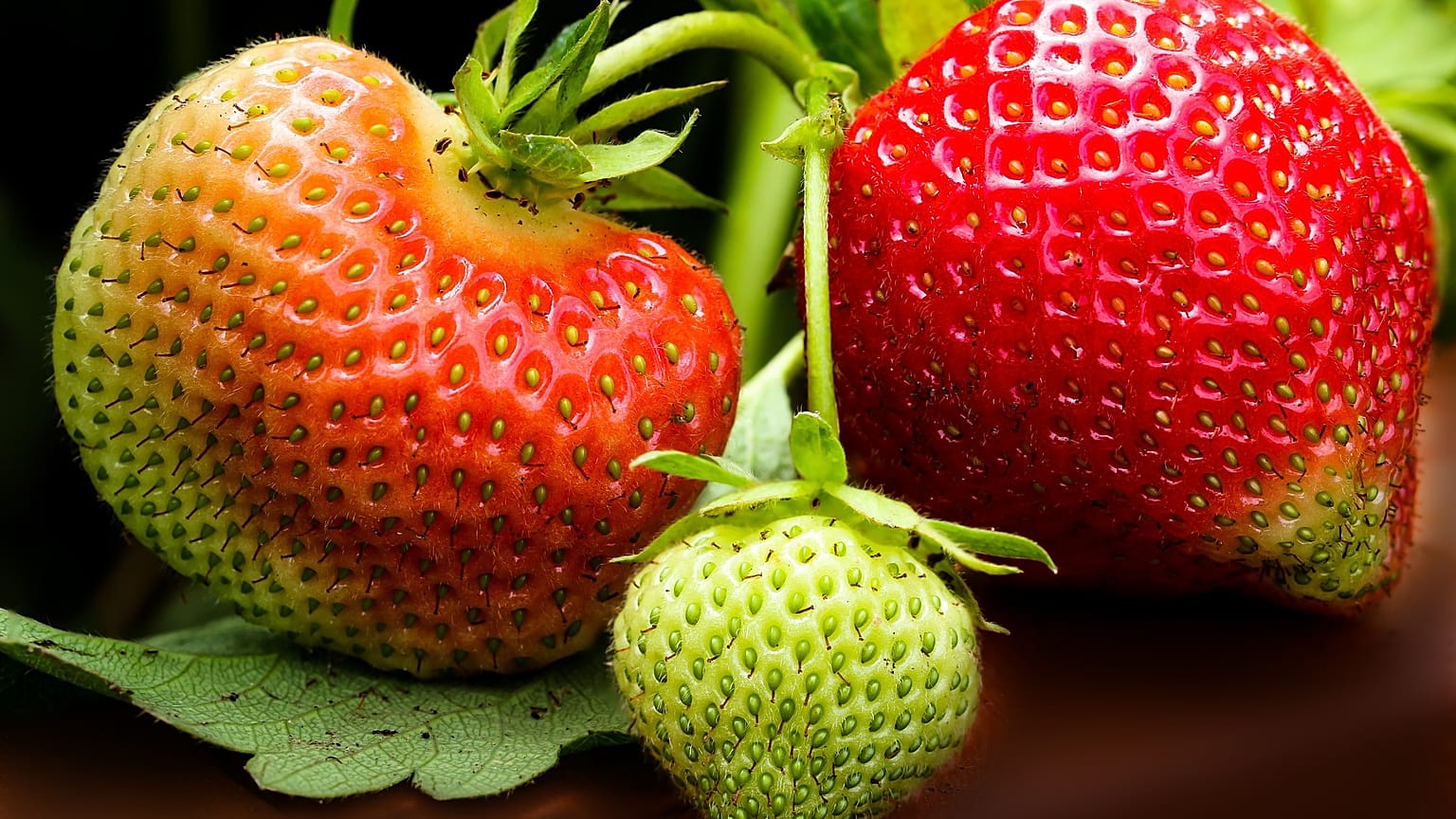 Erdbeeren aus Deutschland im November 2018