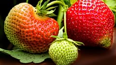 Erdbeeren aus Deutschland im November 2018