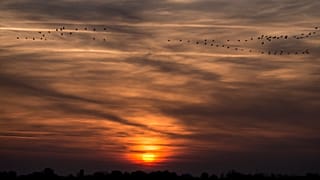Sohasem vonult még át ennyi daru Magyarország felett