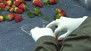Avustralya'da çileklere iğne yerleştiren zanlıya yedi ayrı suçlama