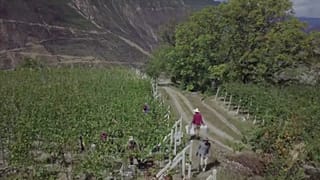 Vers un vin de qualité "made in China"