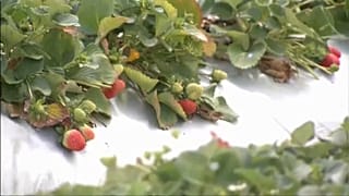"Клубничное преступление"