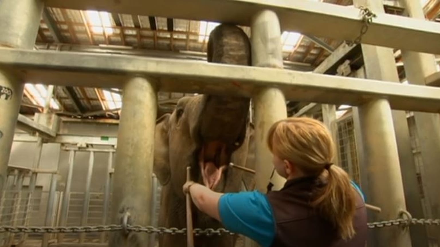 The new techniques will make cleaning the elephants' teeth easier