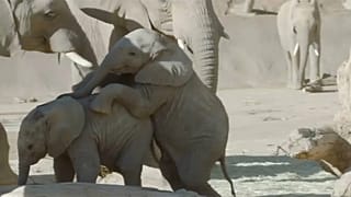 Zuli, der Wilde, und Kaia